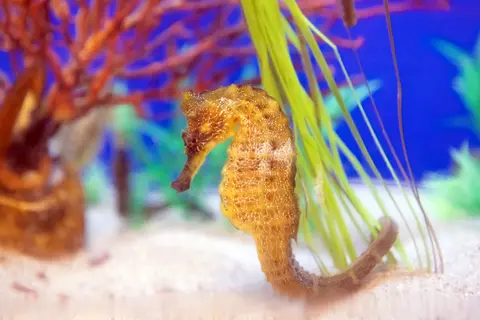 Giant Pacific seahorses return to Santa Barbara's Sea Center
