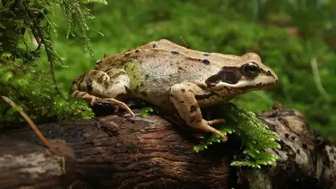 Female frogs play dead to dodge unwanted mates