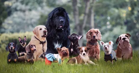 A vet names the five breeds he'd never keep