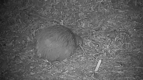 A kiwi caught on camera marks a milestone in Pureora