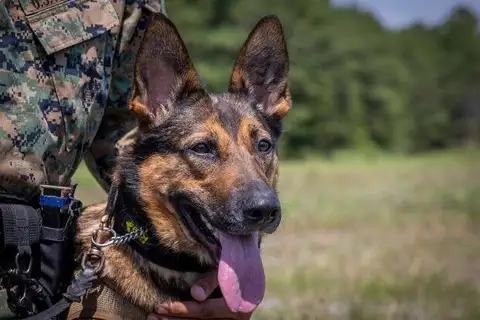 A Pentagon report finds military working dogs are being neglected