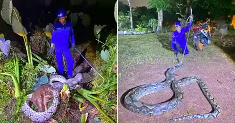 A missing calf is found inside a 5.5m python in Kedah