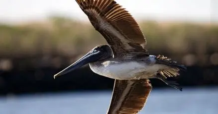 The Rockefeller refuge fights for its waterfowl, and for itself