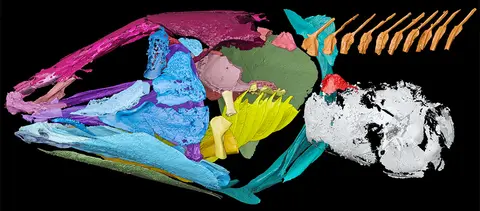 Coelacanths hear with their lungs