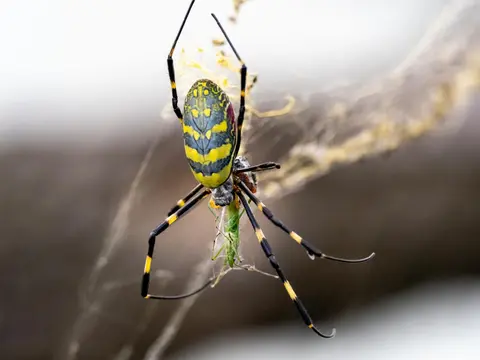 Joro spiders are already in Massachusetts