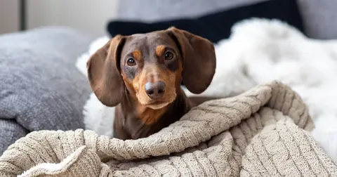 A vet's list of five breeds he'd steer clear of