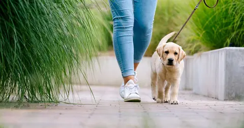 "I'm a vet, and these are five breeds I'd never own"