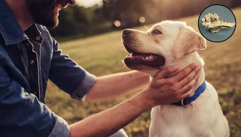 Dogs and humans teamed up 15,800 years ago, a study suggests