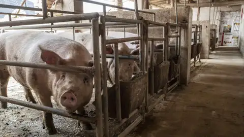 China's pig prices hit a 16-year low