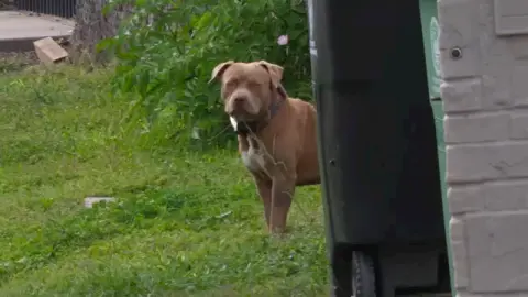 An activist says loose dogs are overrunning a Fifth Ward neighbourhood