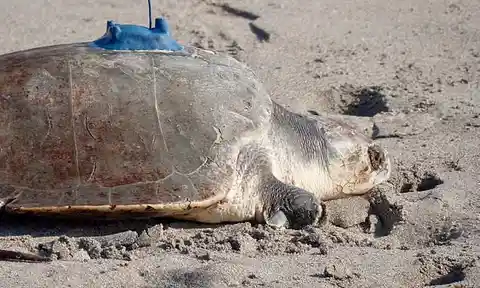 A three-limbed Kemp's ridley turtle is being tracked out at sea