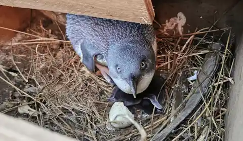 Little penguins have had a strong season on Banks Peninsula