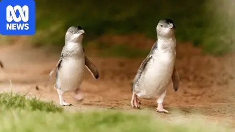 Thousands of little penguins to be vaccinated against bird flu in Australia