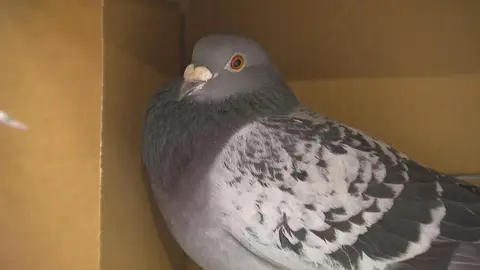 A Winnipeg family must give up their pigeons or move after a permit is overturned