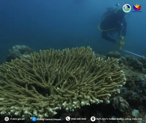 Corals are thriving in San Remigio's protected waters