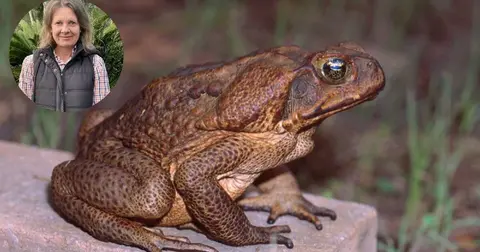 Cane toad or native frog? Here's how to tell them apart