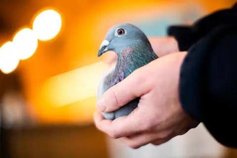 Winnipeg says no to a family's pigeon aviary after the airport objects
