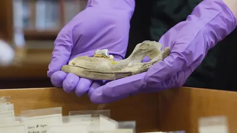Old dog bones are helping scientists work out where dogs came from