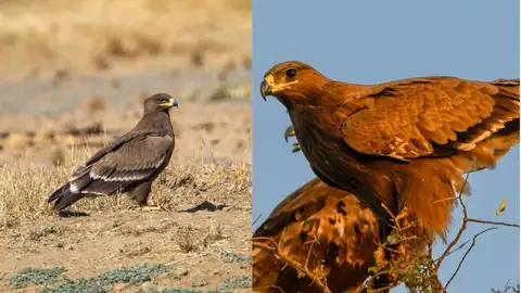 2,000 steppe eagles flock to Rajasthan, and scientists are worried