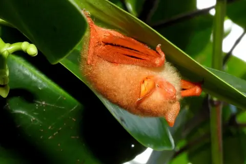 Bats in Vietnam are being hunted to sell as Halloween decorations