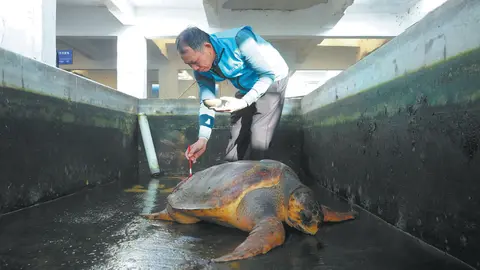 A sanctuary gives injured sea turtles a second chance