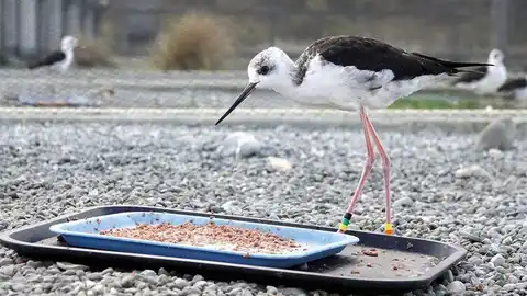 The endangered kakī is winning hearts