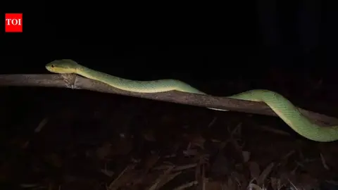 Where the bamboo pit vipers of Dang like to hang out
