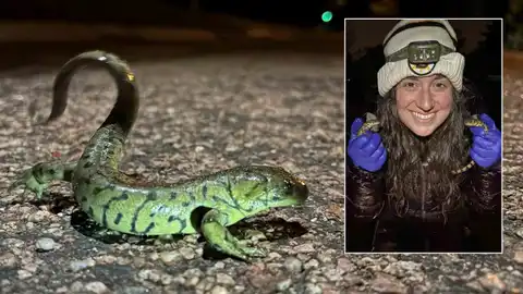Laramie's salamanders cross the road at night, and spring is back