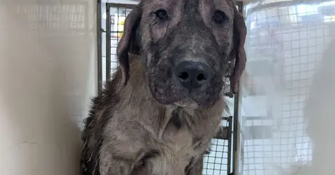 Eight dogs rescued from appalling conditions