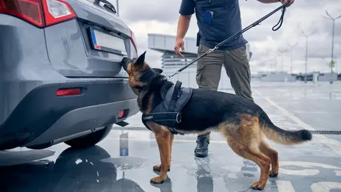 When a police dog jumps into a car, is that a search?