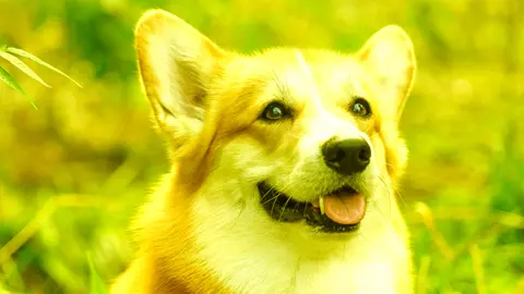 A corgi leads the neighbourhood's stolen dogs ten miles home