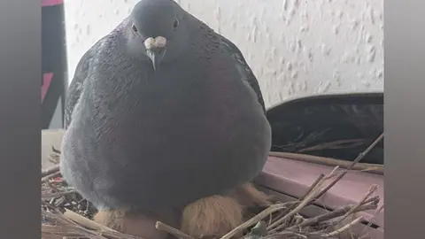 Two pigeon chicks hatched in my makeup bag