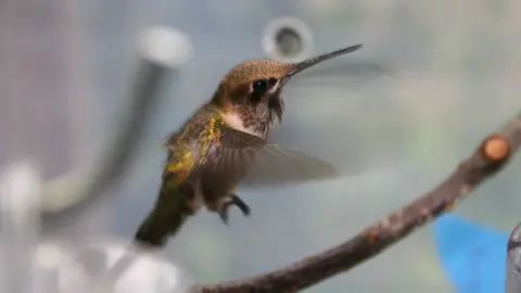 Hummingbirds start heading north and should reach Virginia soon