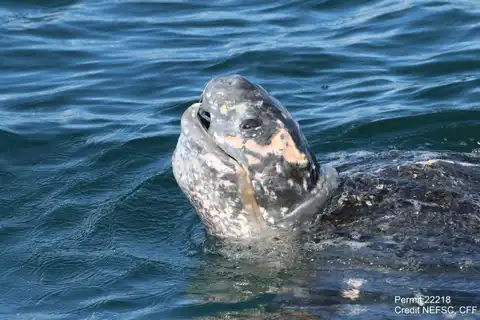 Leatherback turtles are bothered by loud noises, a study finds
