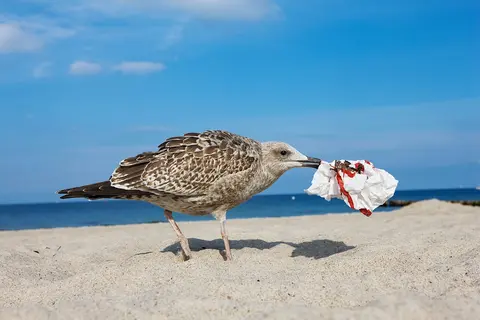 How birds are carrying plastic pollution further afield