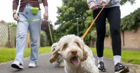 The one thing that stops a dog pulling on the lead