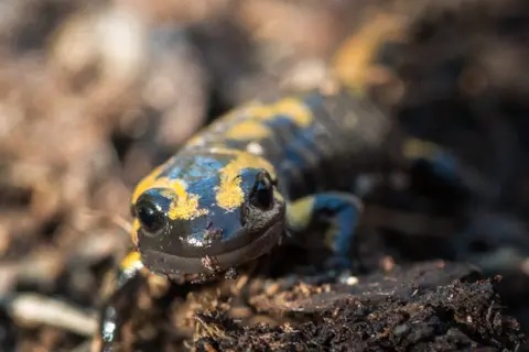 A guide to the salamanders of Ohio