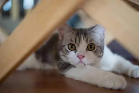A foster kitten who was never going back struts like a runway model