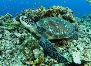 Aqua Planet to release rehabilitated sea turtles off Jeju