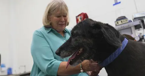 Studying how dogs age could help us age better too