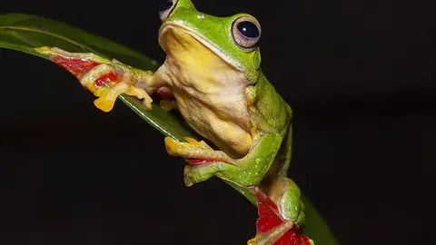 Citizen scientists and sanctuaries are giving India's frogs a hand