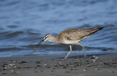Long-billed curlews nest in the fields around the Okanagan every spring