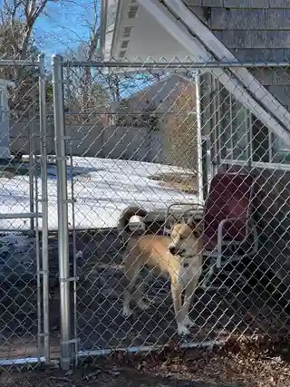 A rescue husky is declared dangerous after a series of attacks