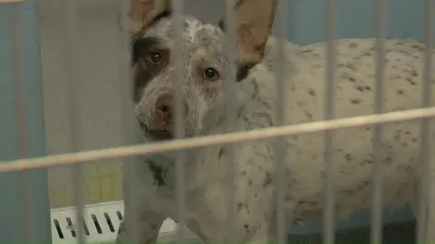 Recent storms send more stray dogs to the Lucas County shelter