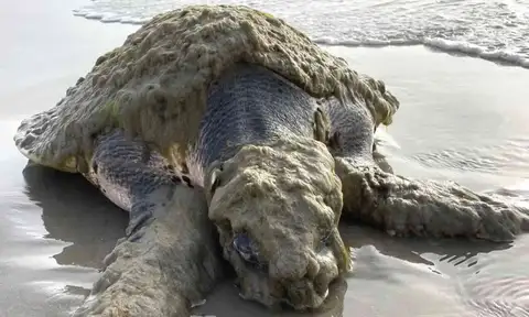 One of the world's rarest sea turtles washes up in Texas