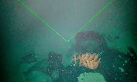Bottom trawling threatens centuries-old corals in the South Pacific
