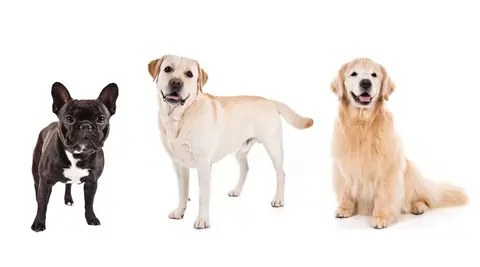 French bulldogs, labradors and goldens battle for the top spot