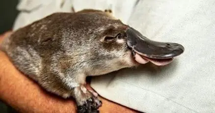 The platypus is even stranger than anyone realised