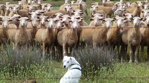 Farmers renew their call for tougher dog control laws