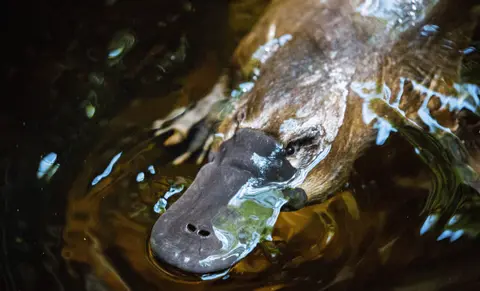 Platypuses have hollow melanosomes, a trait thought to belong only to birds